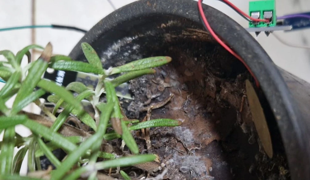 Plant with soil moisture sensor